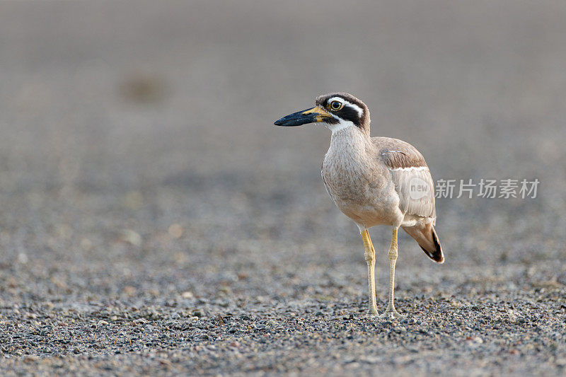 海鸟:成年沙滩粗膝鹬，又称沙滩石鹬(Esacus magnirostris)。